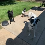 @the_johnson_lewis_pack - Instagram