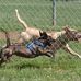 Lewis Dog Park - Facebook