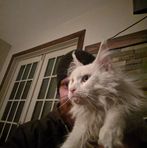 Lewis Pascoe - Facebook