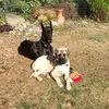 Patrick and Lewis - @patrick.and.lewis - TikTok