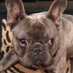 Lewis - @lewispepette - Instagram