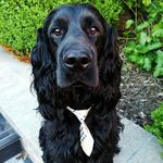 🐾 Dr. Lewis Pepper 🥓 - @drlewispepper - Instagram