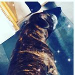 Sapphire Lewis - @lewis_sapphire - Instagram
