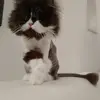 louis.shapiro - @louis.shapiro - TikTok
