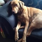 Lewis Speight Dinmore - @lewisspeggy2005 - Instagram