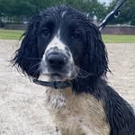 ⚡️ Lewis ⚡️ - @lewis_the_springer - Instagram