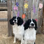 I’m Lewis and my brother is Kenny - @lewisthespringer - Instagram