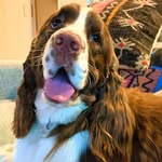 Lewis Hamilton Rosen - @lewis_hamilton_the_springer - Instagram