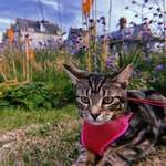 Lewis Thomson - @_lewis.thomson_ - Instagram
