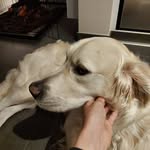 lex_golden - @lex_golden.retriever - Instagram