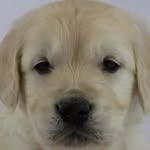 lex_golden_retriever - @lex_golden_retriever - Instagram