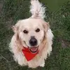 lex_goldenn - @lex_goldenn02 - TikTok