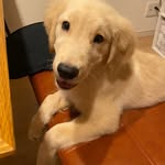 ゴールデンレトリバーのレックス - @lex_goldenretriever - Instagram