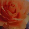 lexi Barela - @lexibarela3 - TikTok