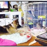 Lexi Blanchard-Dalton - @lexi_the_german_shepard - Instagram