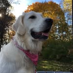 Lexi Boyer - @big_doge_101 - Instagram