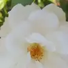 lexie.britton - @lexie.britton - TikTok