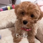 Babydog_ - @lexi_clowy_milky - Instagram