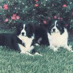 Lexi&Landry - @english_sheps - Instagram