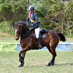 Lexi Lane Lawrie - @lexilane_equestrian - Instagram