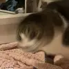 lexie - @lexiemcguiree - TikTok