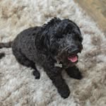 Lexi Raymond - @lexi.the.lildoodle - Instagram