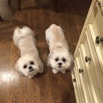 Lexi schwartz - @lexis.table - Instagram
