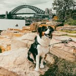 Lexi - Australian Shepherd - @lexi_aus_shepherd - Instagram