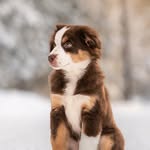 Lexi - Miniature american shepherd - @itslexi_themas - Instagram