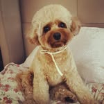 Lexi Stein - @lexithecavapoo325 - Instagram
