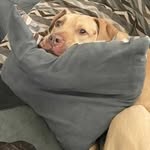 Lexie and Conner - @lexicon_philly_fosters - Instagram