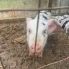 lexiehaley6 - @lexiehaley6 - TikTok