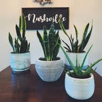 Lexie Meyer - @nashplantsbylexie - Instagram