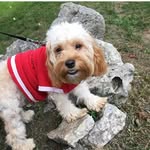 Lexie Smalls🐶🐺 - @thepuplexiesmalls - Instagram