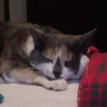 Alexis Carroll - @cats_of_the_carrolls - Instagram