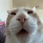 Lexy Anderson - @ienjoycookieswithchili - Instagram