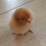 Lexi Greenfield Chickens - @lexi_greenfield_chickens - Instagram