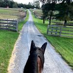 Lexy Hall Stables - @lexy_hall_stables - Instagram