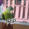 leyderperez - @leyder181 - TikTok