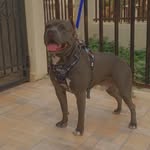 Leyla Acosta - @gray_blue_pitbully - Instagram