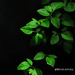 Layla Akbari - Facebook
