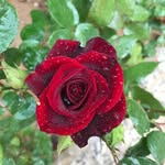 leyla_bahrami - @leyla_bahrami5 - Instagram