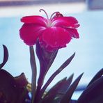 Leyla Bayram - Facebook