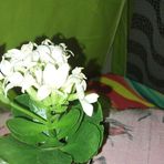 Leyla Campos - Facebook
