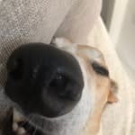 Leyla Jones - @leylathegreyhound - Instagram