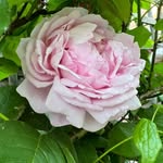 Leyla Jones - @leylajonesgardendesign - Instagram
