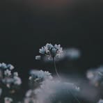 Leyla Kim - Facebook