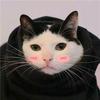 Li An - @cutecataaa - TikTok