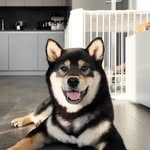 可麗露 Lilu 🐾 - @lilu.theshiba - Instagram