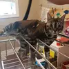 liamgibbs02 - @liamgibbs023 - TikTok